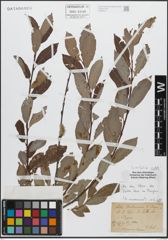 Foto von Salix caprea L. x Salix purpurea L.